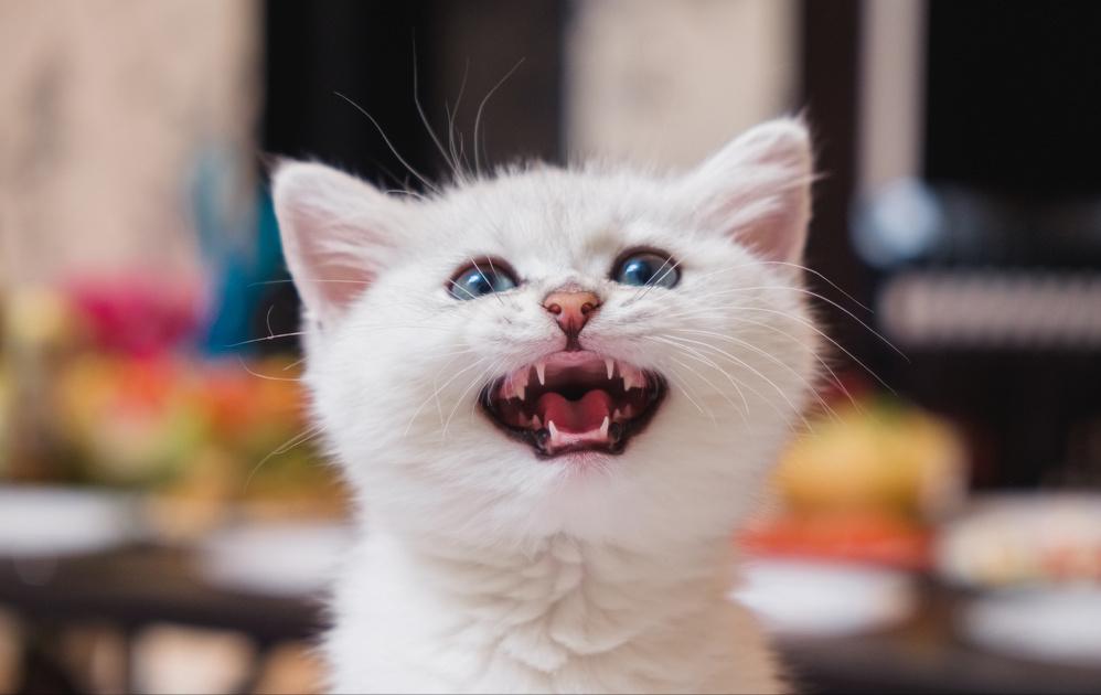 猫咪半夜老是叫还咬人,猫咪半夜爱拉屎吗