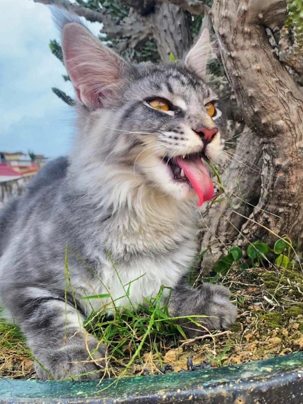 养猫我劝你养中华狸花猫,养巨型缅因猫的感受