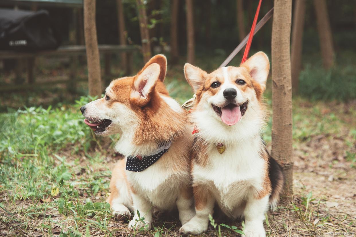 柯基怎么养才能变成好习惯,柯基的日常养法