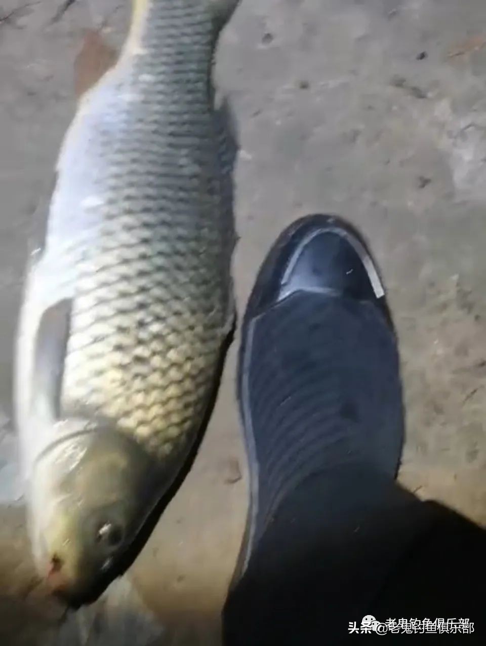 老鬼老三样冬天用什么饵,老鬼老三样实战