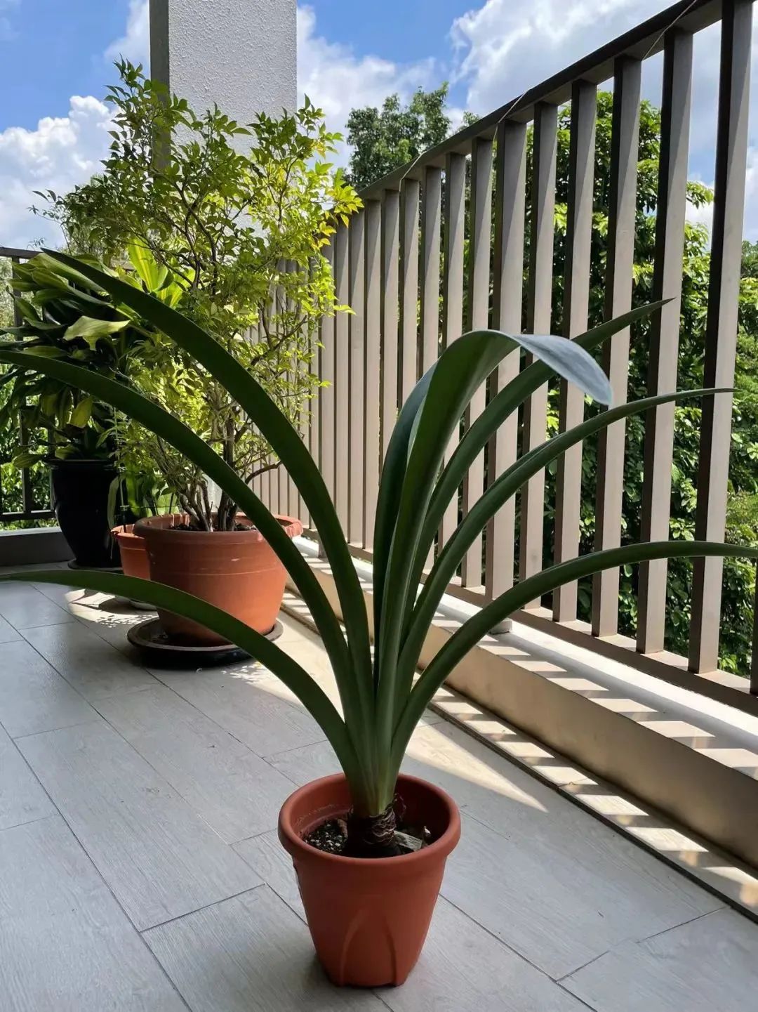 新手必看鲜花养护攻略,鲜花在水里能养几天会死