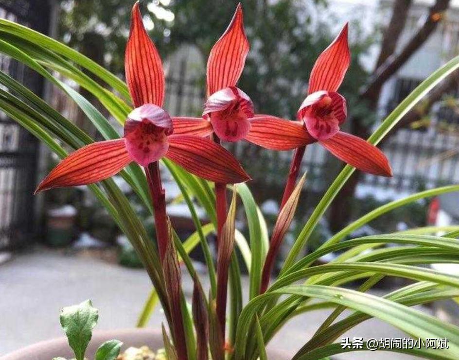 最香的兰花品种排名图片欣赏,兰花的八大品种分别是什么图片