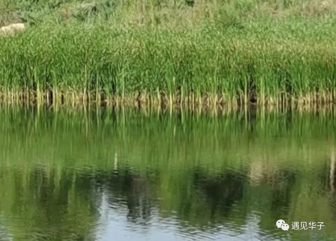 包头市台地公园景观,包头台地公园介绍