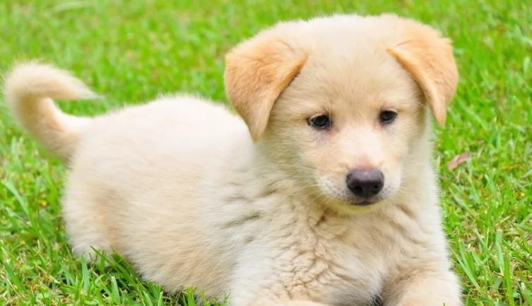 狗狗不来例假了是怎么回事啊,狗狗第一次来例假大概多长时间