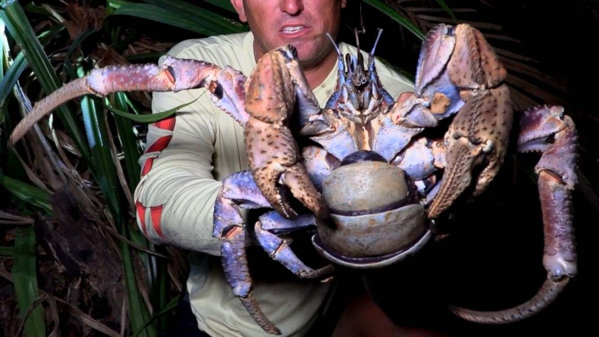 能徒手敲开椰子壳，上树捕杀海鸟，被它夹一下相当于被狮子咬一口