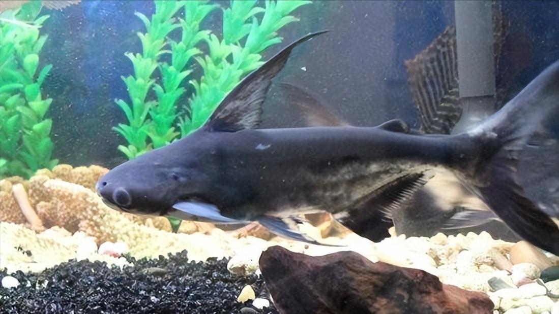 小型淡水观赏鲨鱼饲养方法,淡水鲨鱼有人工养殖的吗