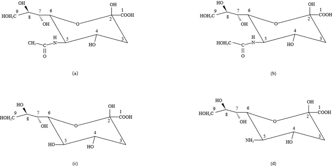 唾液酸|一种极具潜力的新食品原料