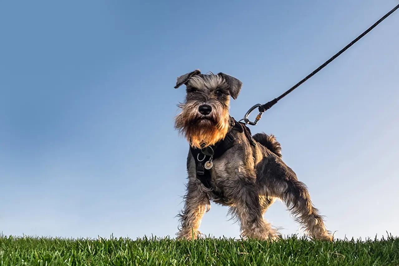 雪纳瑞的优点护主,雪纳瑞的5大优点