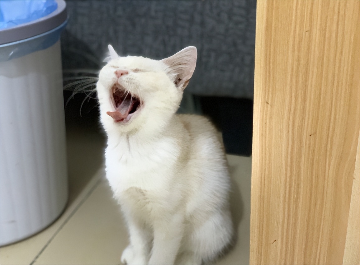 喵达生骨肉猫粮测评,幼猫猫粮评测蓝氏