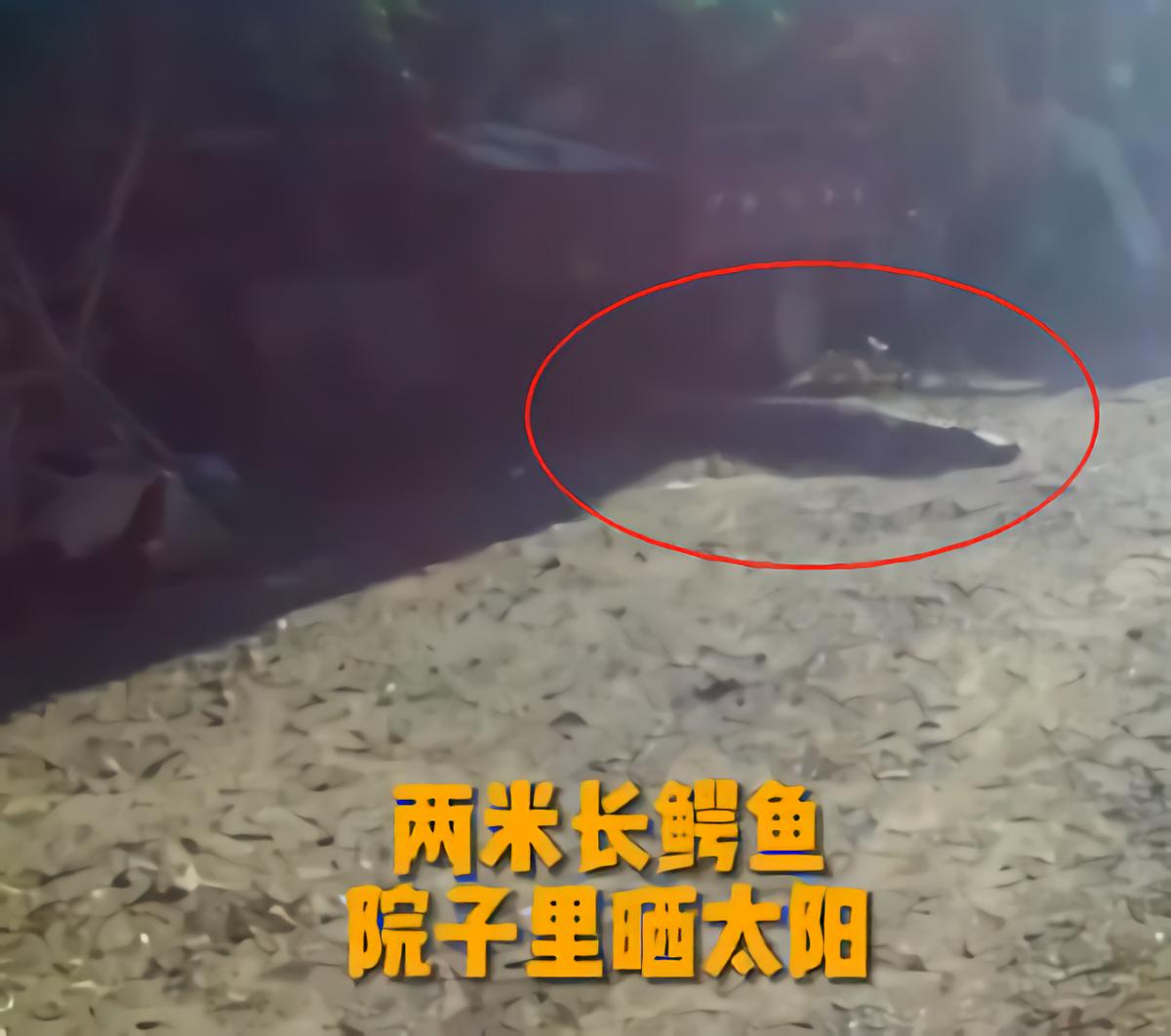 养鳄鱼差点被咬到,养殖鳄鱼长大了会咬主人吗