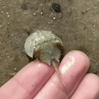 中华鲎的国家保护等级是多少,马蹄蟹是不是国家保护动物