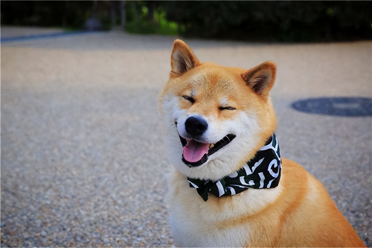 狗狗叫声的含义,狗狗的叫声像哭一样怎么回事