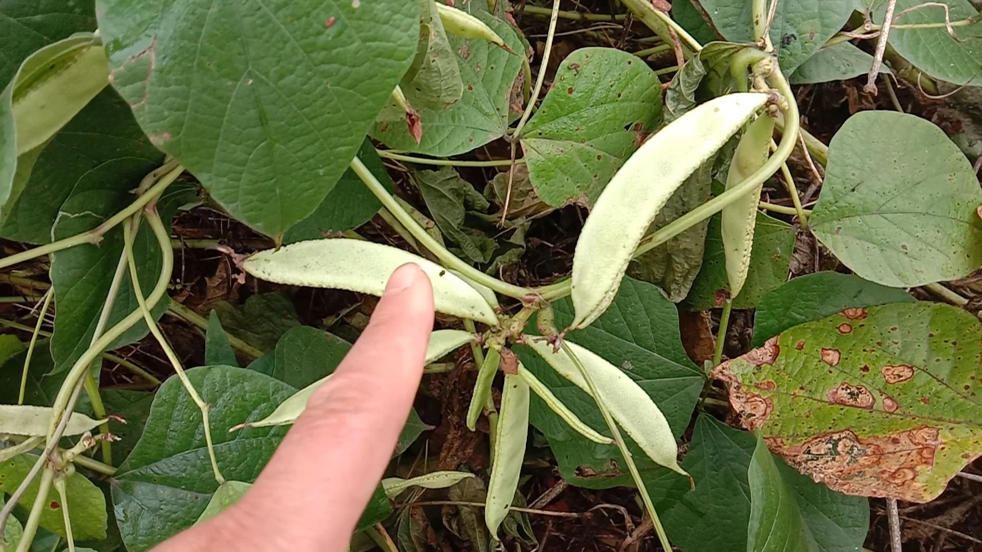 扁豆健脾的功效与作用,小小扁豆竟有这么多的养生功效