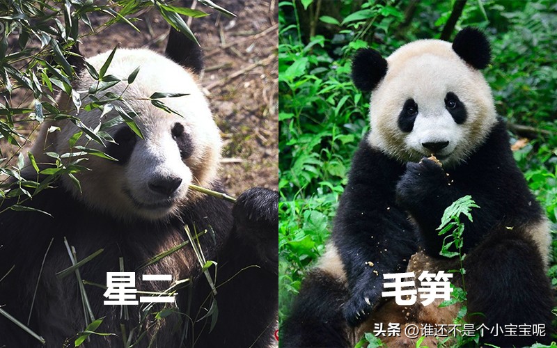 目前在国外的大熊猫有几只,大熊猫国外租借了多少只