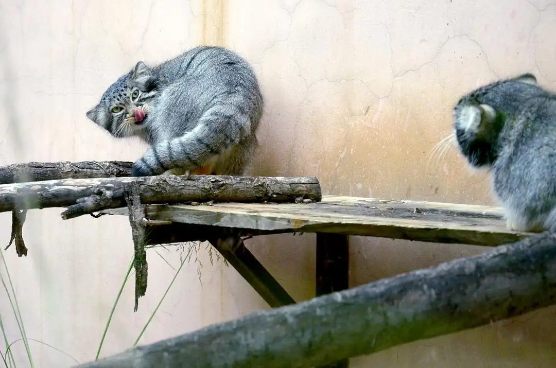 三江源出现“猫中鳌拜”，体态矮胖，表情凶狠，能把毒蛇当辣条吃