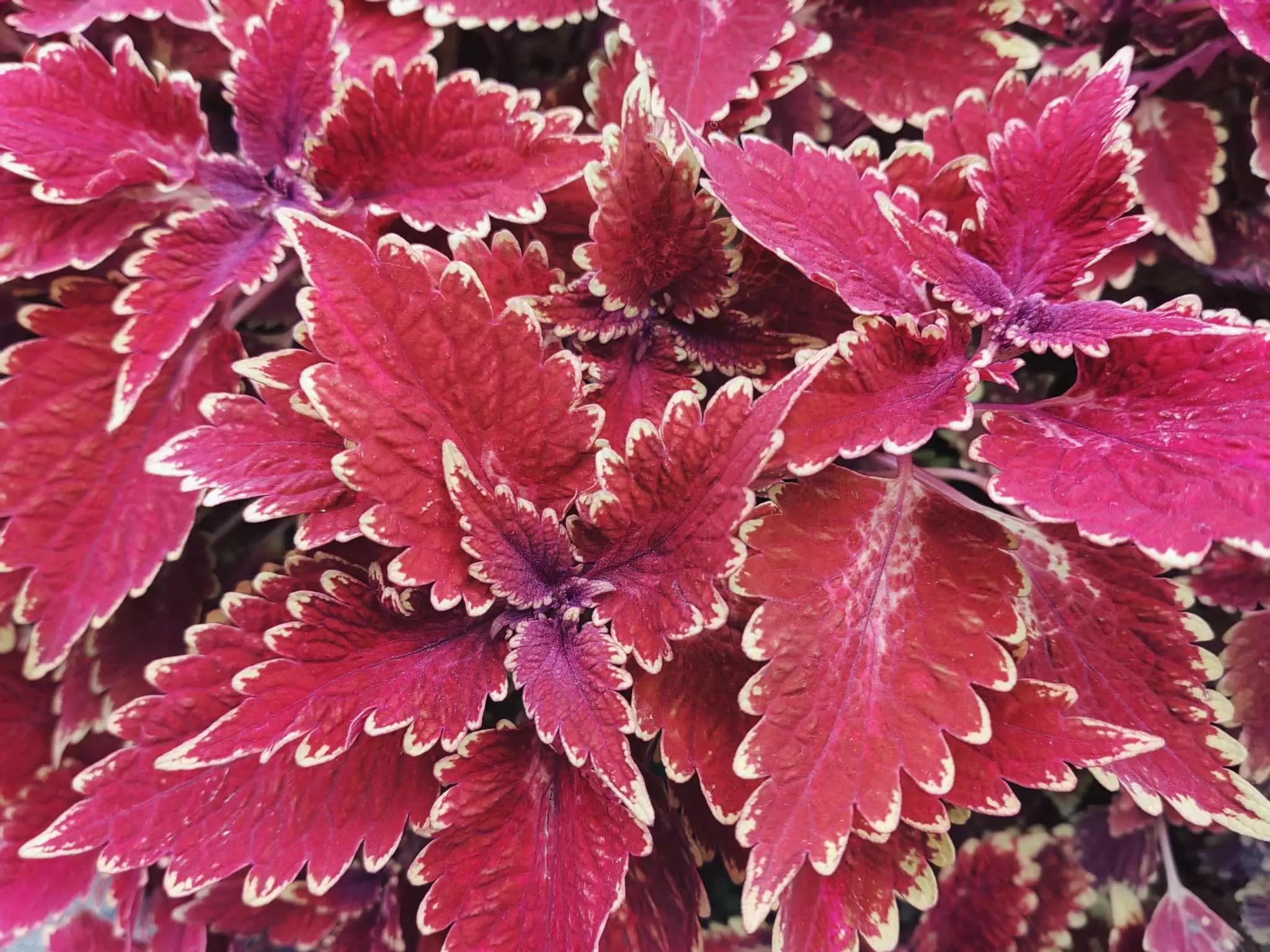 认识各种花的花名,认识各种花的名称