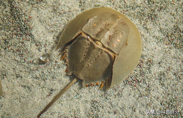 4亿多年蓝色血液引人类陷入绝境,4亿岁生物被疯狂抽血