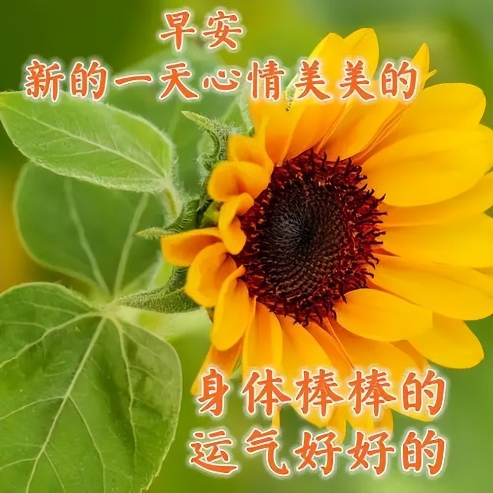 早上好图片早安心语,星期一早安心语早安图片