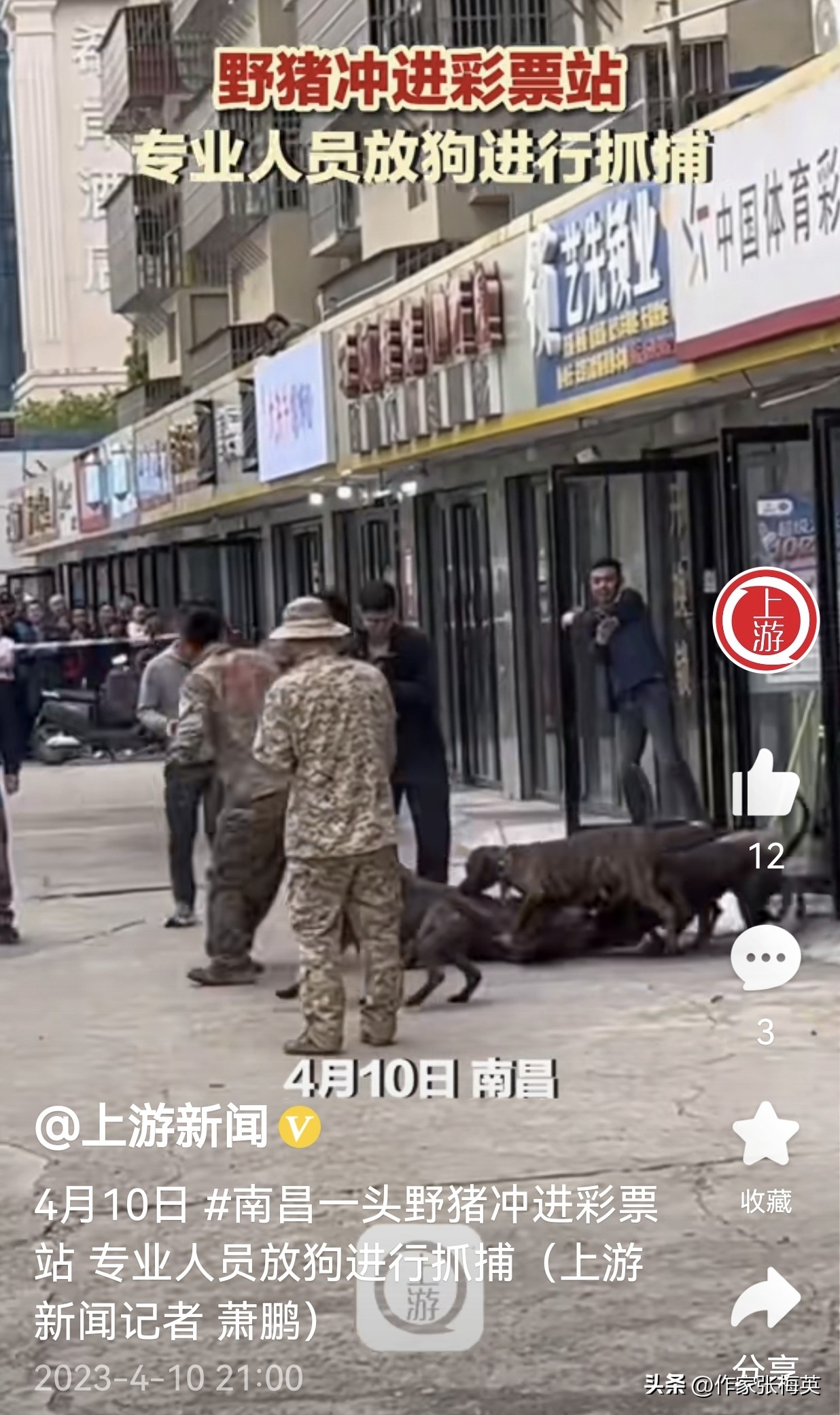野猪闯入南昌街头彩票店完整版,野猪跑进彩票店南昌