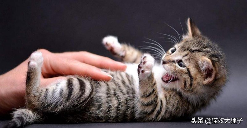 为什么猫会躺在地上露出肚子,为什么摸猫肚子它会跟着我