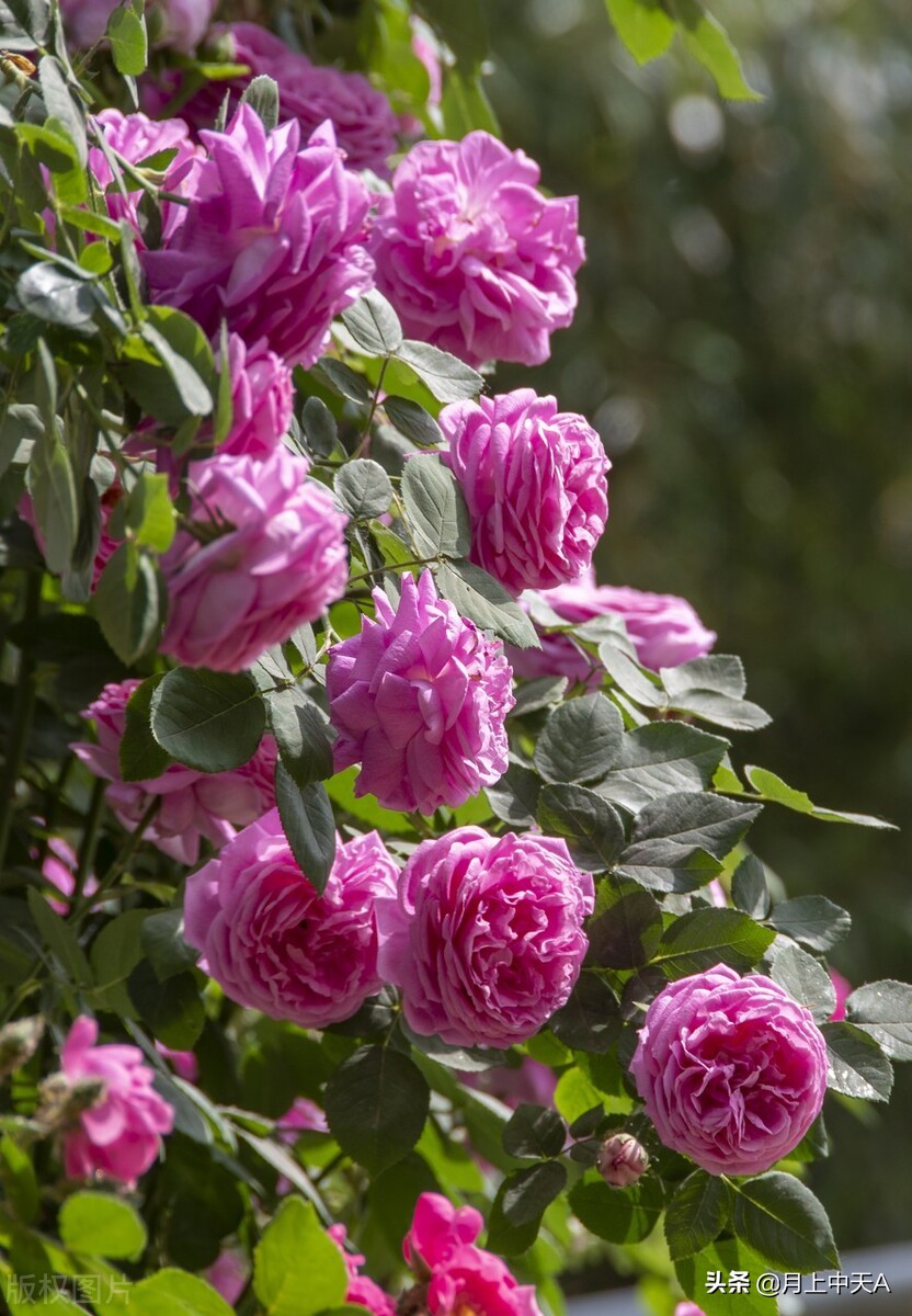 咏月季花的诗,月季花七绝诗