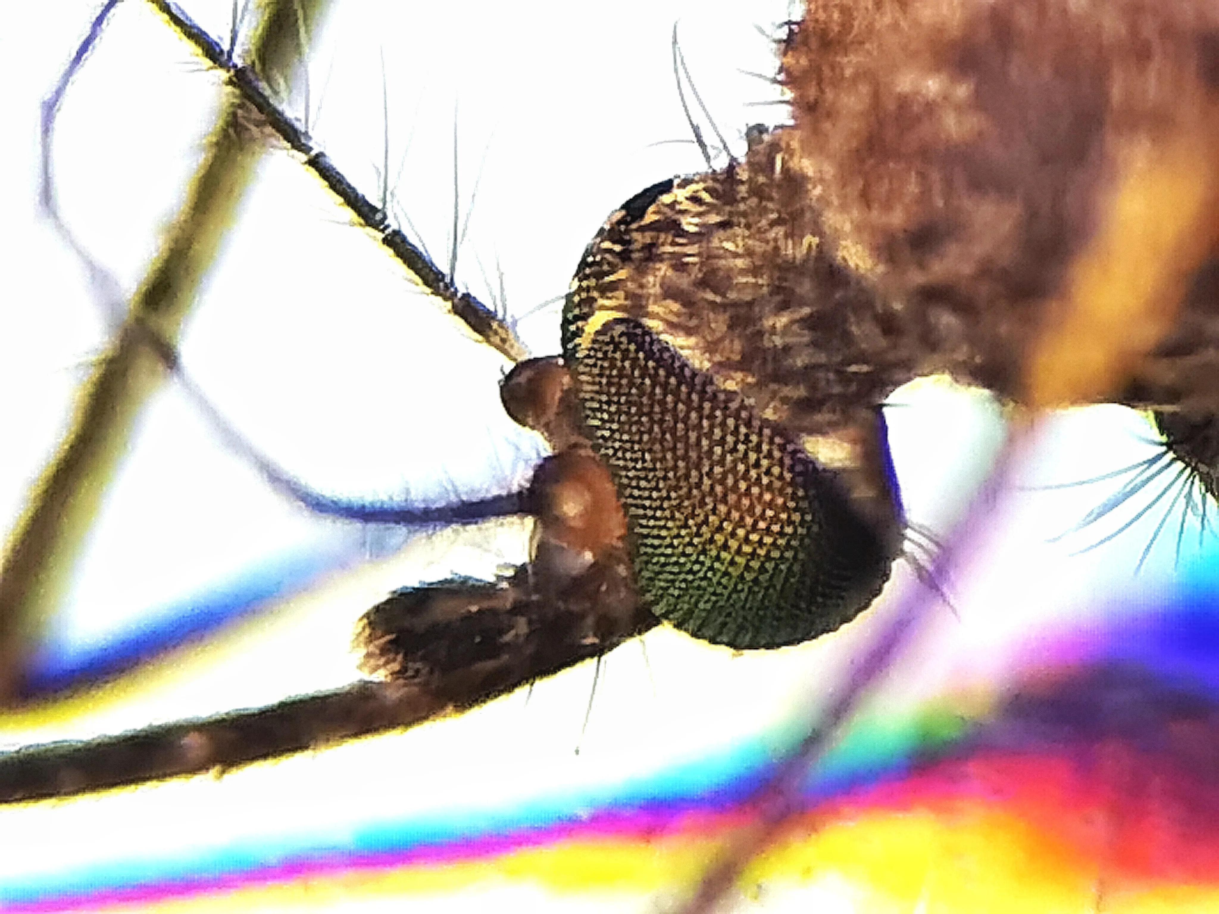 蚊子的眼睛到底有多小,蚊子眼睛是什么样子的