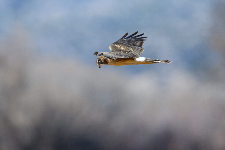 尼康Z800mmf/6.3VRS镜头深度评测