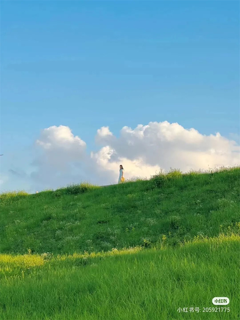 信阳荷花打卡地,信阳赏荷花视频