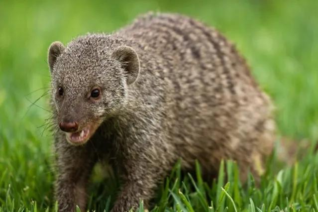 21岁男子上山采药被五步蛇咬伤,湖南21岁男子上山采药被蛇咬伤