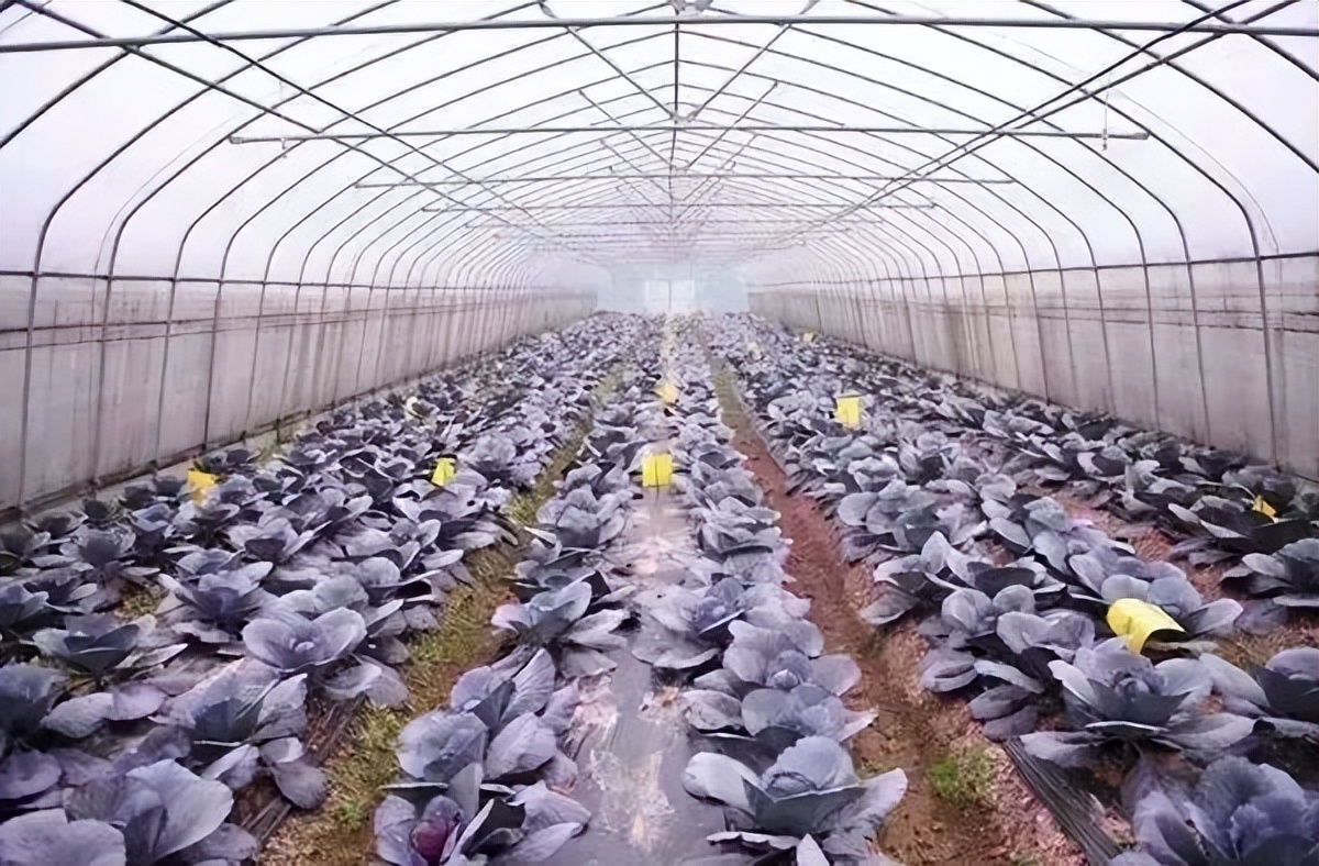 一个关于都市农业的思考：颠覆思维比颠覆技术更重要！