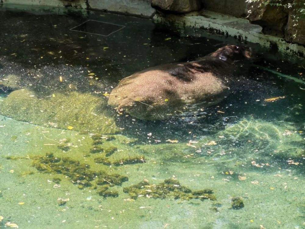 河马粪便致上万条鱼死亡,河马被粪便憋死