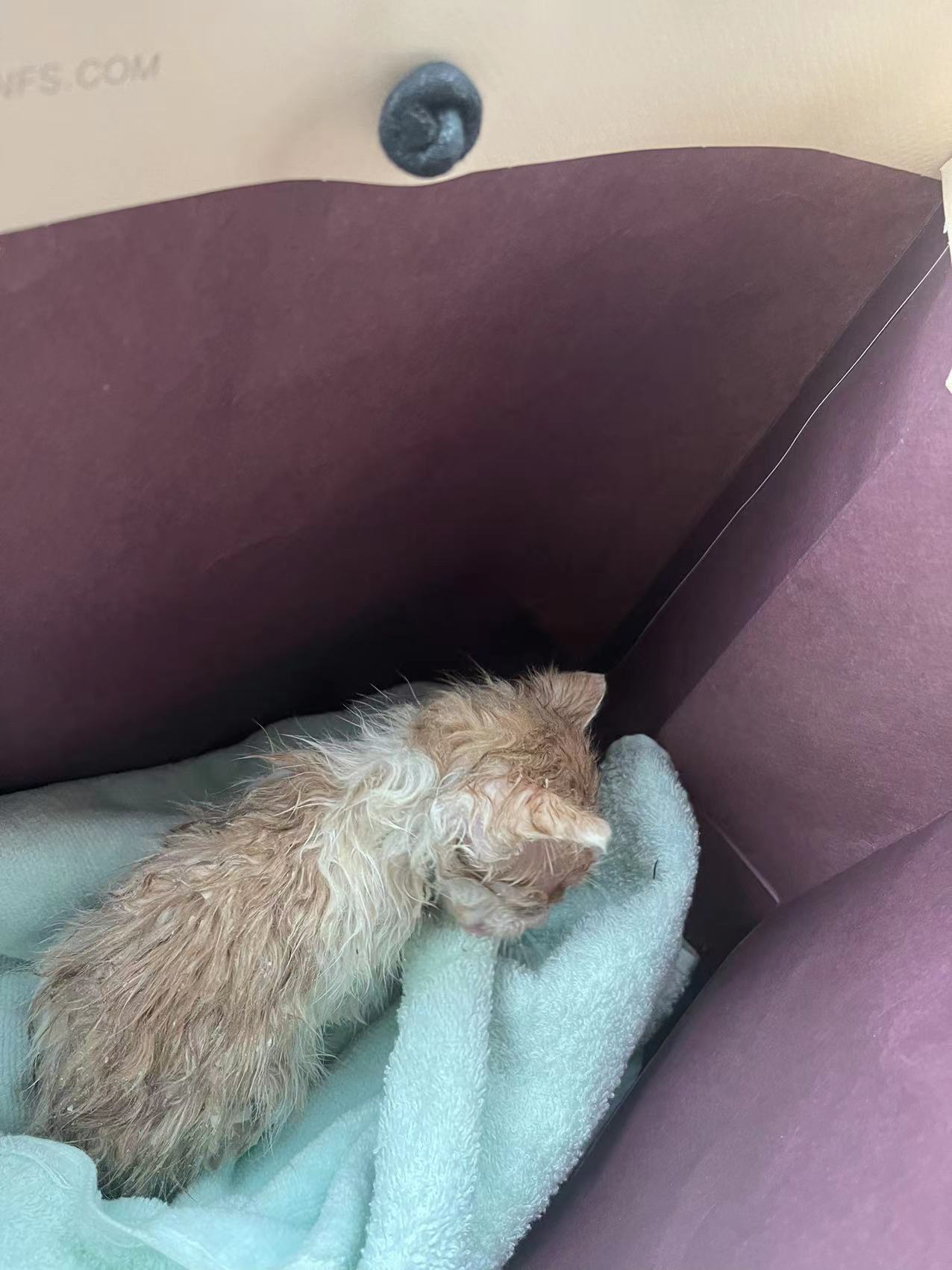 小猫被粘鼠板粘住的视频,被粘鼠板粘过的小猫怎么救治