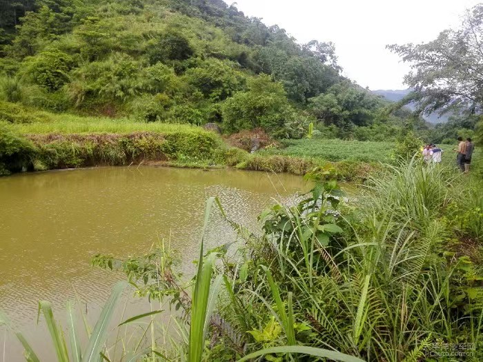 养殖1000条鳄鱼一年能赚多少钱,养殖五十条鳄鱼一年能有多少收入