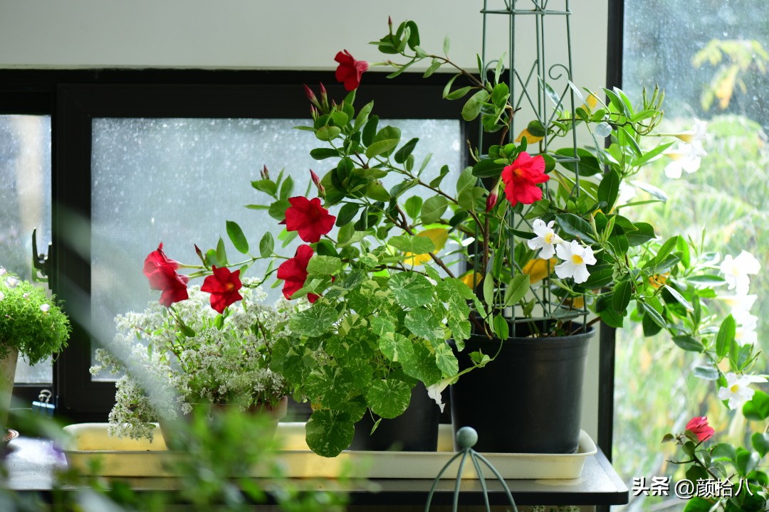 天冷怎么注意植物冻死,植物怕冷怎么过冬