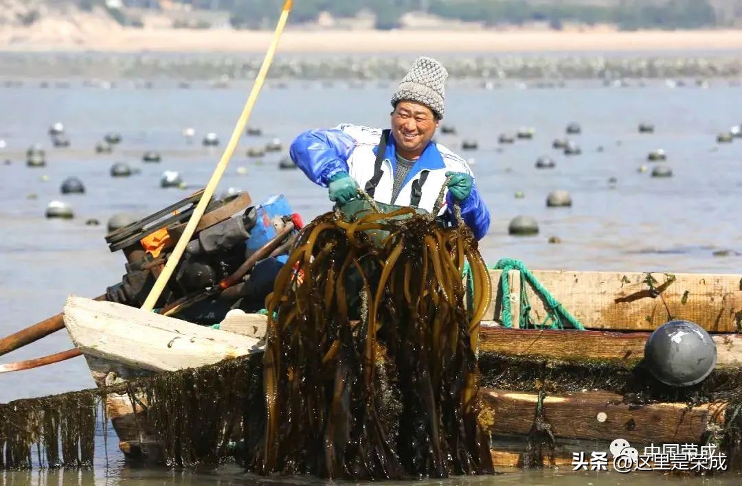 异域风情的漂亮植物,好看又清雅的植物