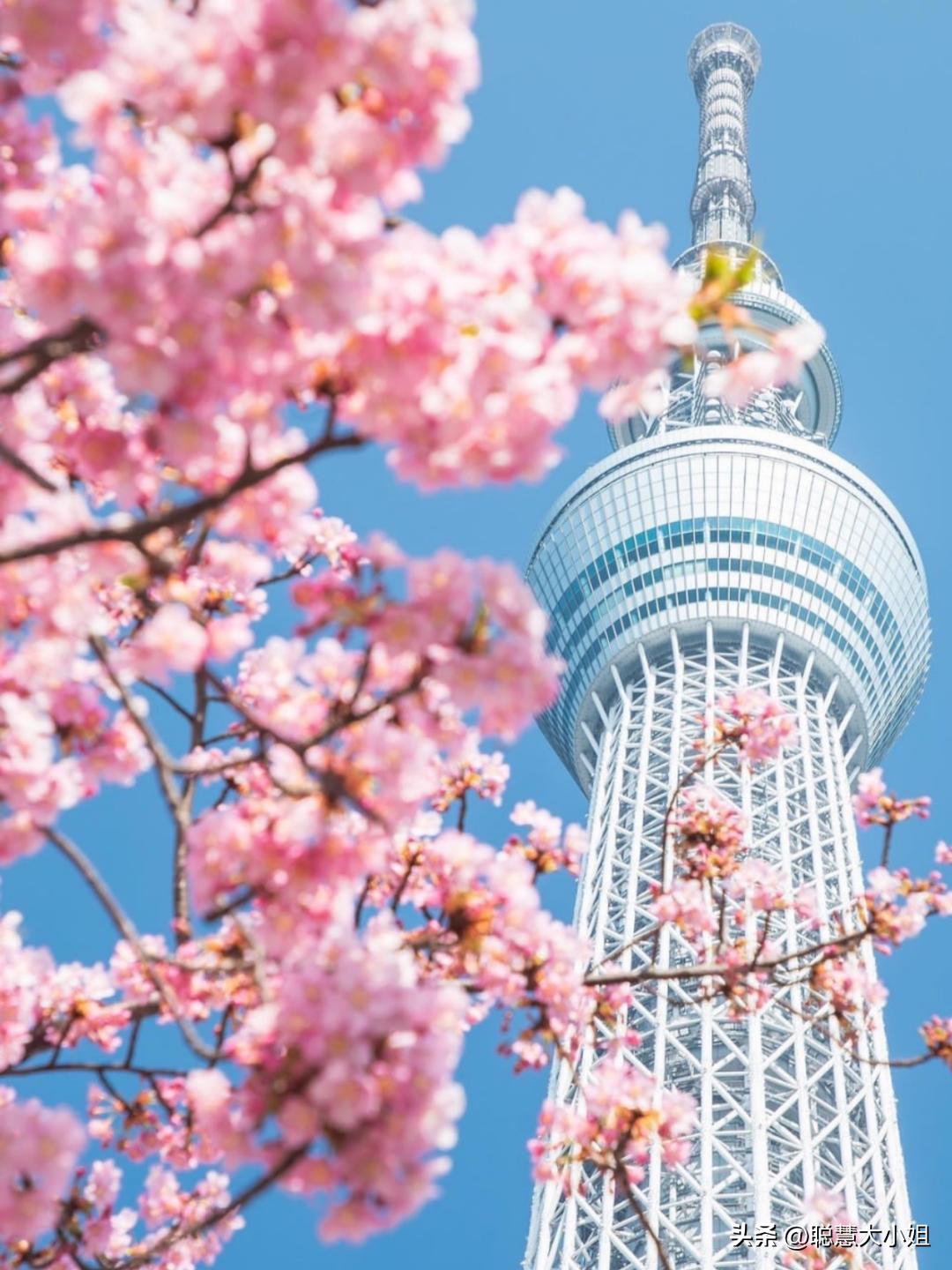 日本樱花花海浪漫之旅,日本旅游看樱花之旅攻略