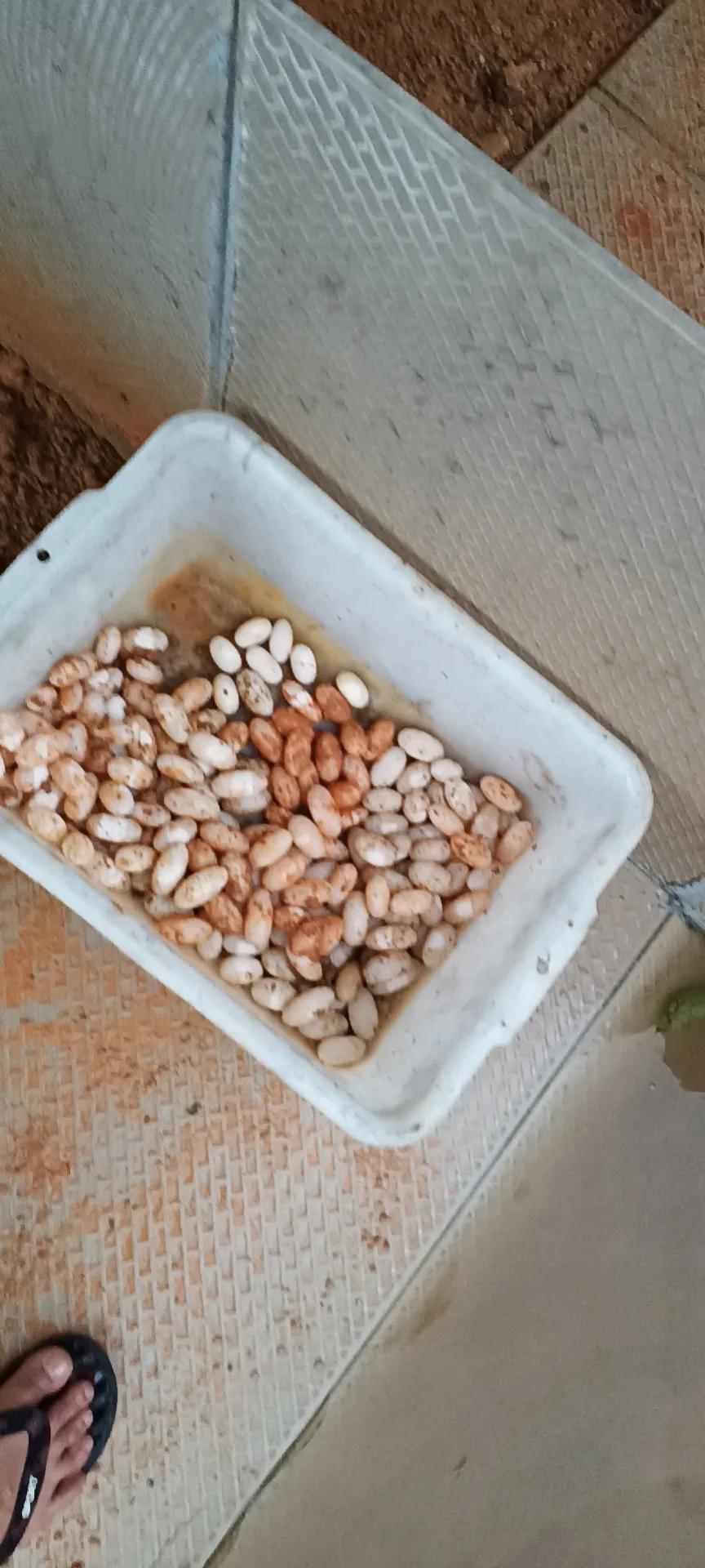 夏季养龟防蚊虫也是日常工作重点,夏季养宠知识划重点每年必考