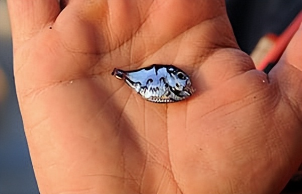 日本海岸再现200支不明注射器，长约15cm、印有外文，干嘛用的？