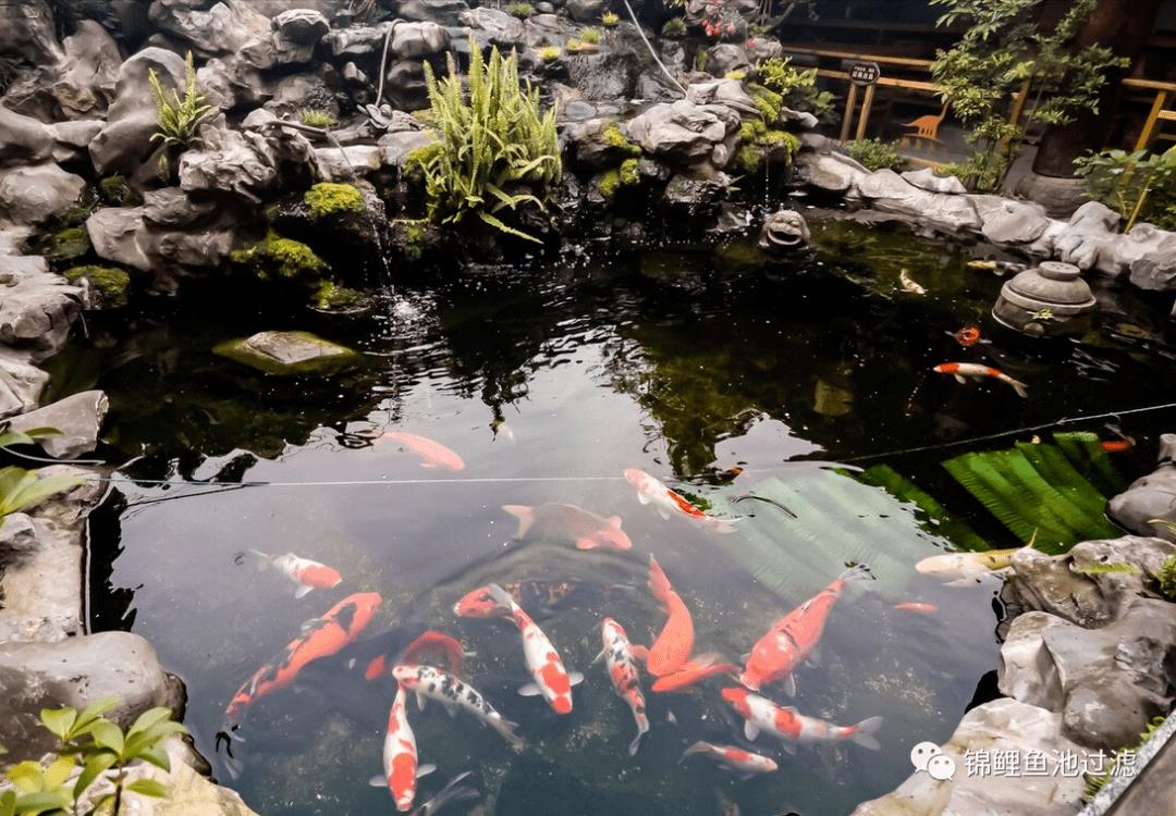 自己养的锦鲤长得慢,缸养锦鲤鱼为什么长得慢