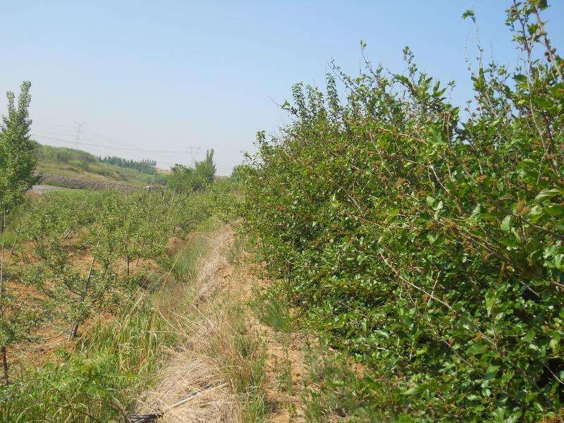 日本人在山东租了1500亩地,日本人在山东租地1500亩现状