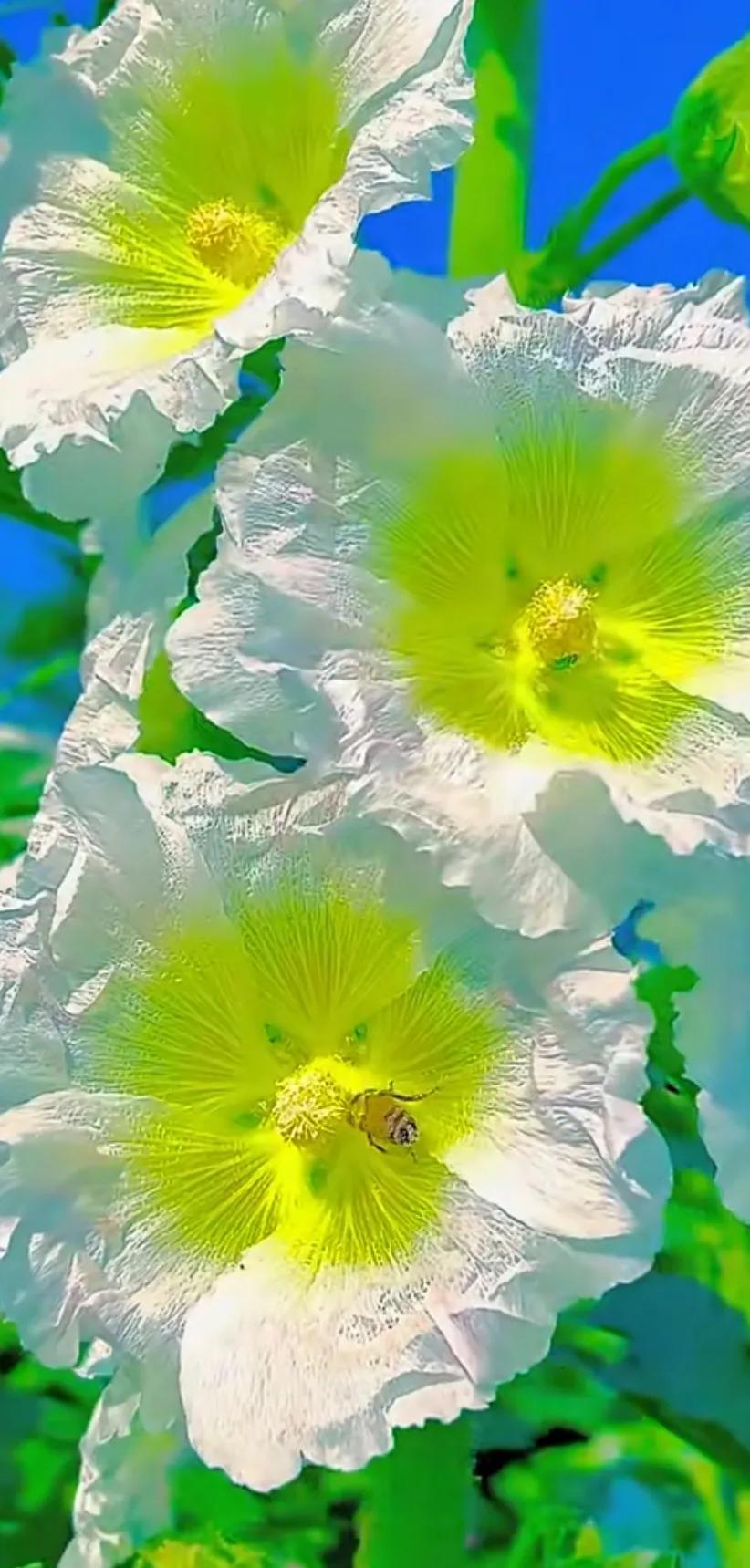 蜀葵花唯美大图片,世上最美的蜀葵花图片图文