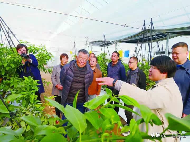 从“卖不出”到“不够卖”镇江江心洲走出困“橘”的背后