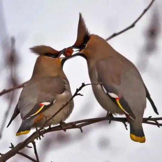 太平鸟图片大鸟,太平鸟图片大全高清壁纸