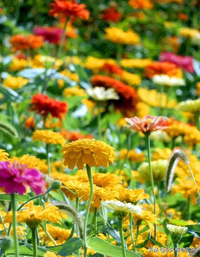 地上的花开万紫千红,心中有花香人生四季皆风景