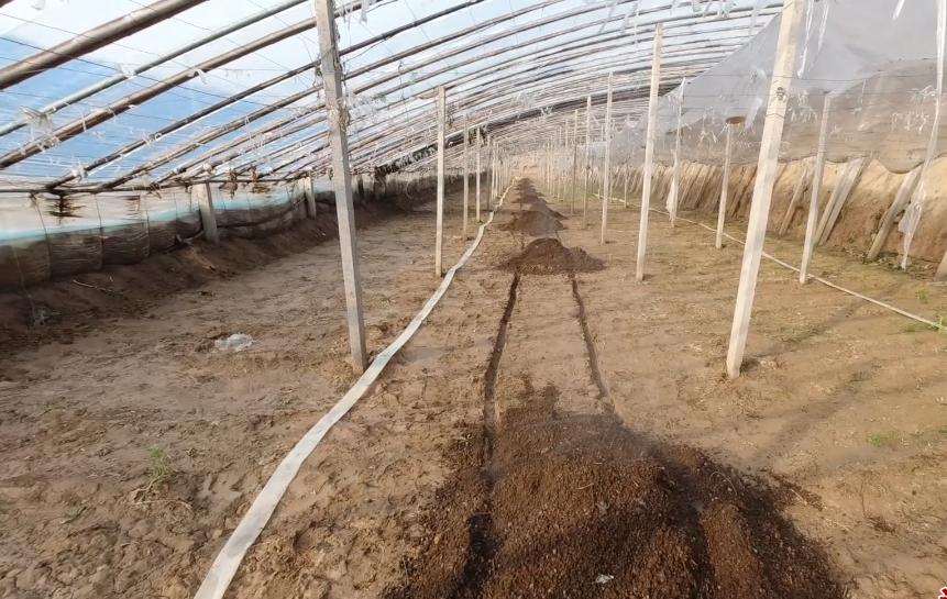 蔬菜药害怎么补救最快最有效,怎样防治各种蔬菜死苗烂根枯萎