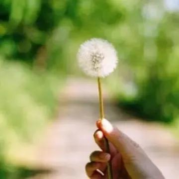 花无名分胜名花野陌荒坡艳似霞，莫笑卑微白头叟，心怀梦想走天涯