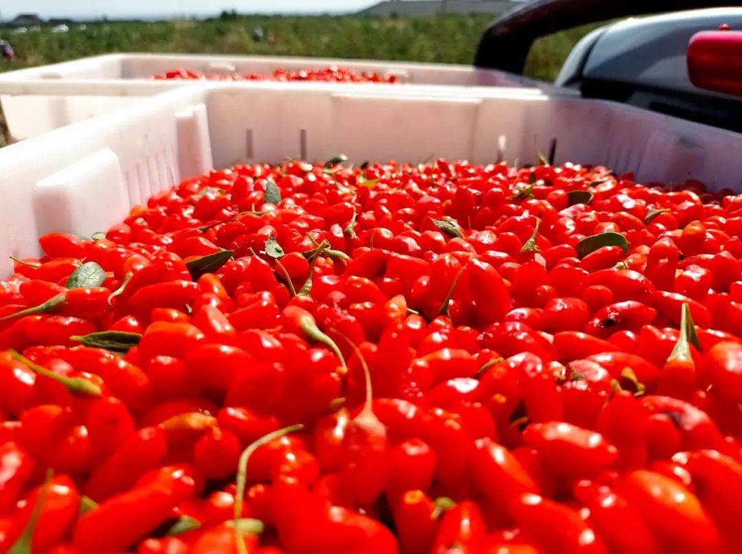 关于养生有哪些智商税,养生路上智商税