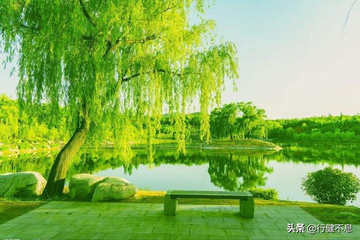 关于咏柳著名诗句及其赏析,咏柳经典诗词100首