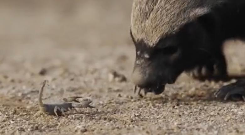 蜜獾在巴西蛇岛大战毒蛇,蜜獾啃食剧毒毒蛇