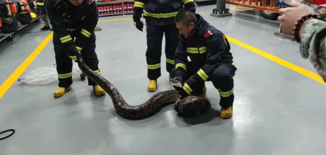 如果在野外遇到森蚺怎么办,亚马逊森蚺真的能生吞活人吗